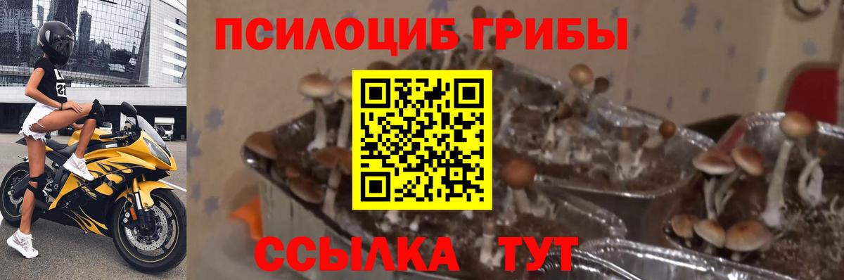 Псилоцибиновые грибы Magic Shrooms Златоуст